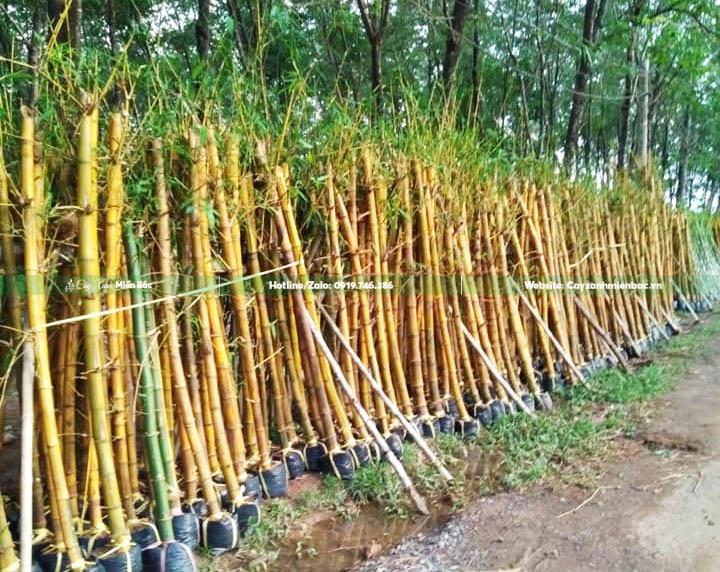 cây tre ngà giâm ủ